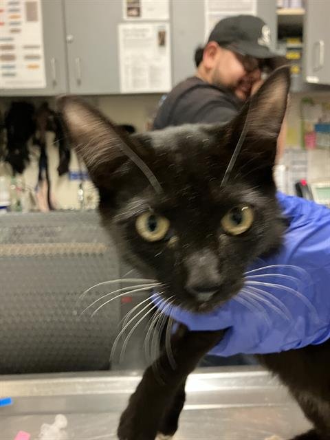 *FAUNA - Domestic Short Hair available for adoption