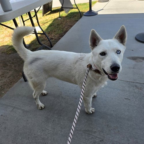 AURORA - Siberian Husky available for adoption