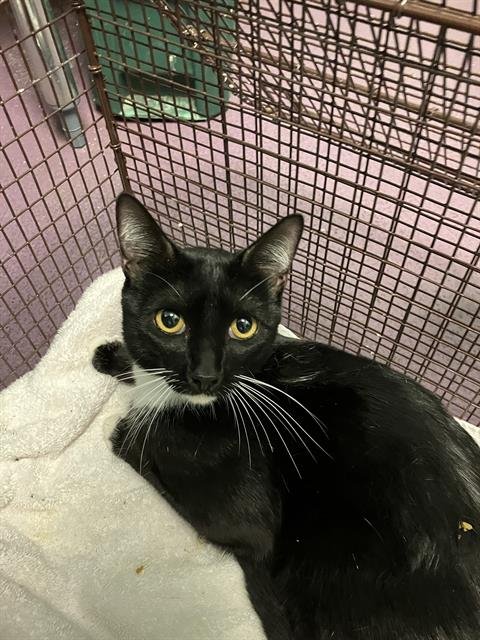 *JOJO - Domestic Short Hair available for adoption