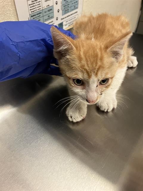 *JET - Domestic Short Hair available for adoption