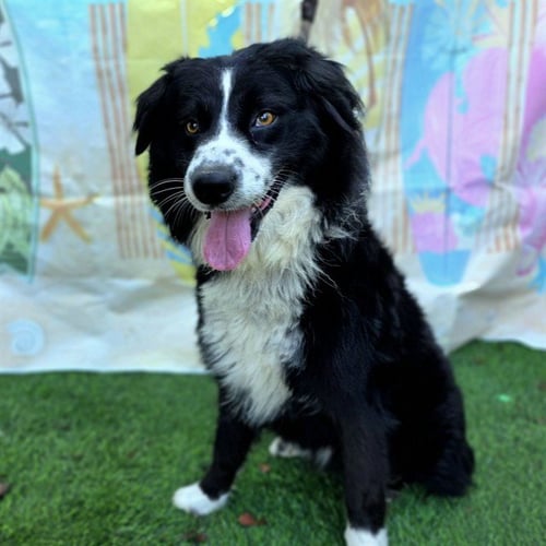 *FABIAN - Border Collie available for adoption
