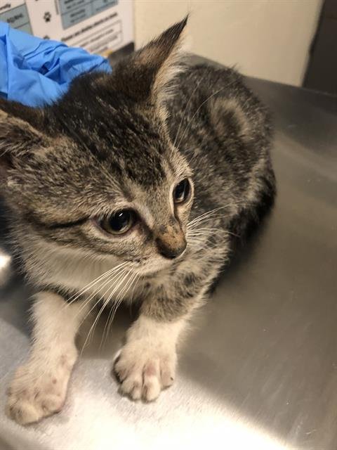 *REGINA - Domestic Short Hair available for adoption