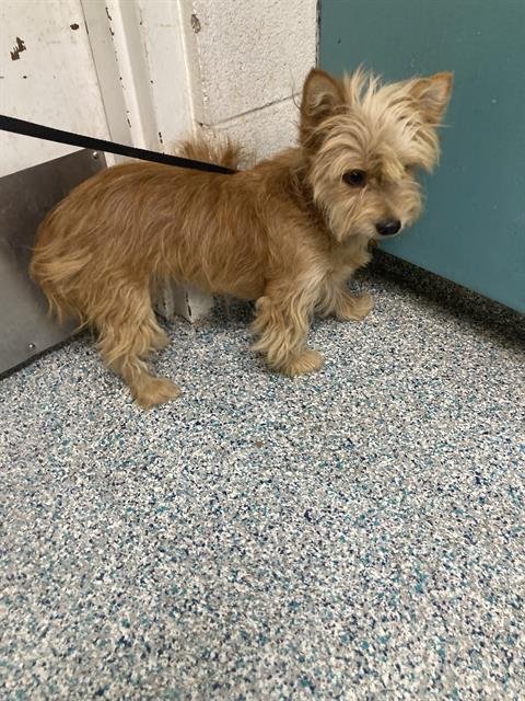 *SELINA - Yorkshire Terrier Yorkie available for adoption