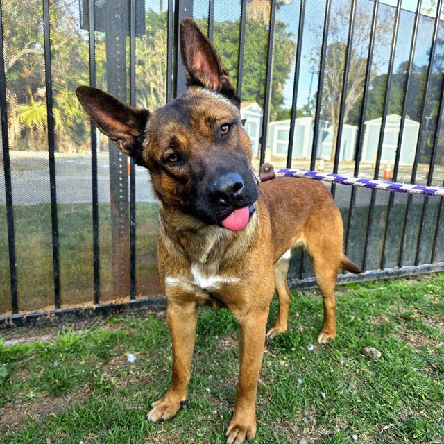 *FENDER - German Shepherd Dog / Akita available for adoption
