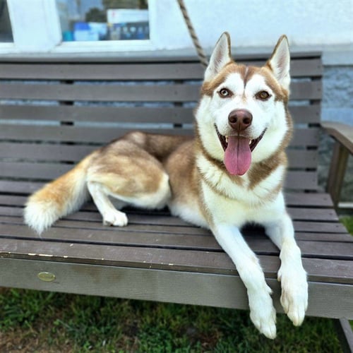 *TILLAMOOK - Husky available for adoption