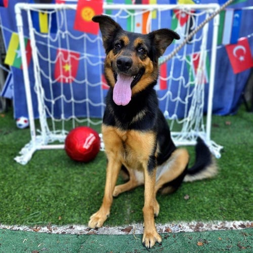 POPPY - German Shepherd Dog available for adoption