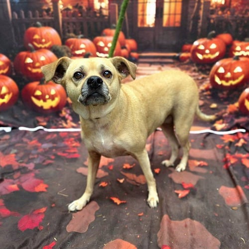 AZULA - Chihuahua available for adoption
