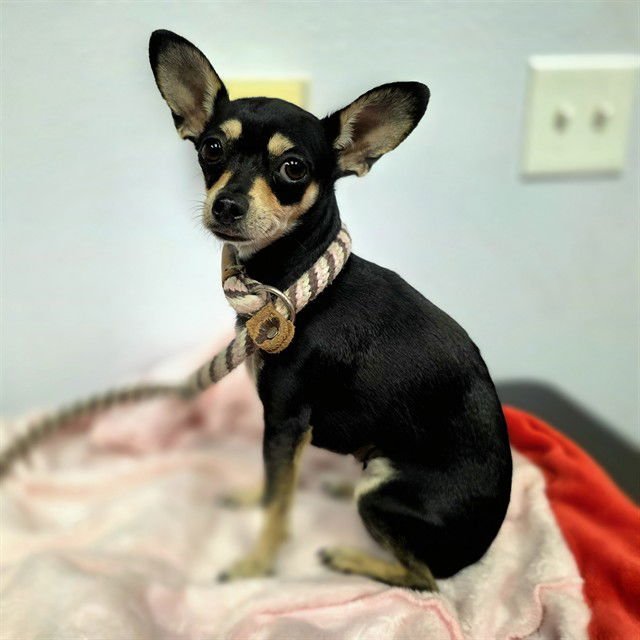LUCKY - Chihuahua available for adoption