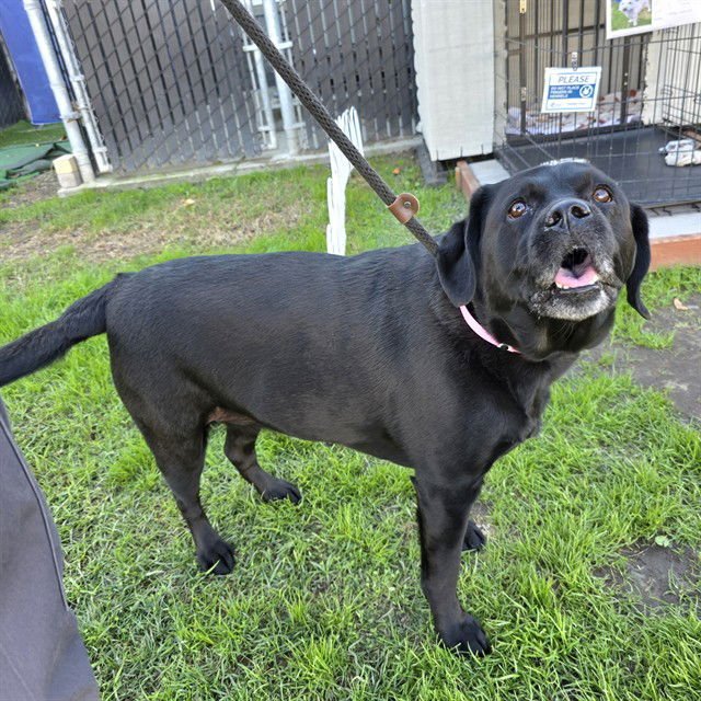 SALLY CICI - Labrador Retriever available for adoption