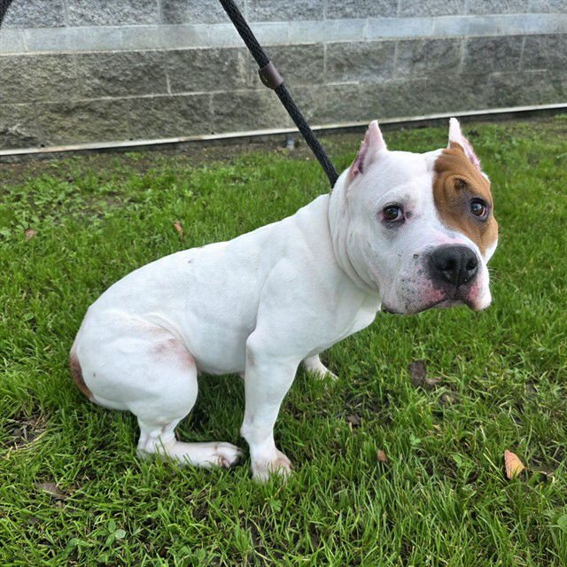 *GRACIE - American Pit Bull Terrier / Bulldog available for adoption