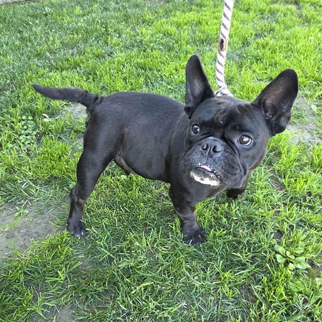 *GREMITHY - French Bulldog available for adoption