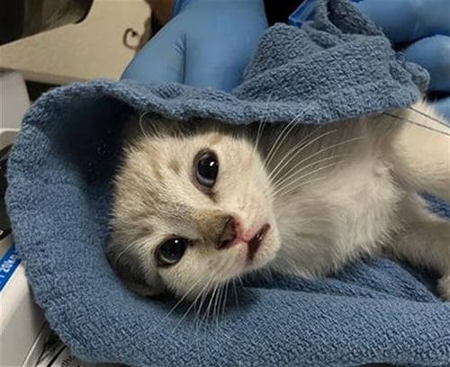 *ORANGE BLOSSOM - Domestic Short Hair available for adoption
