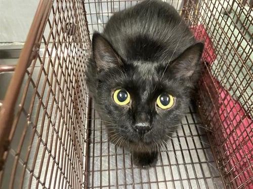 *HEIDI - Domestic Medium Hair available for adoption