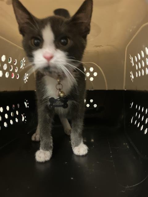 TOOTIE BAD-A - Domestic Short Hair available for adoption