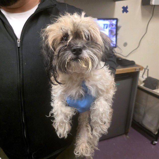 *TRUDY - Shih Tzu available for adoption