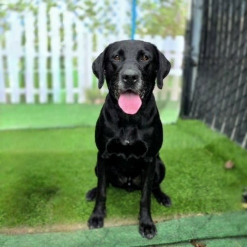 BABY - Labrador Retriever available for adoption