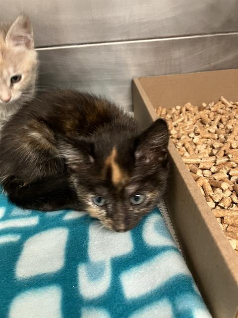 *BUTTER - Domestic Short Hair available for adoption