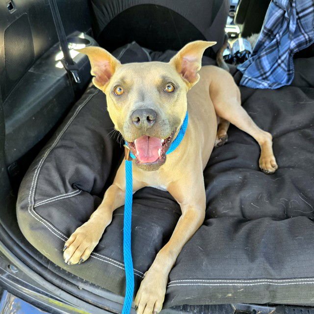 *GRANOLA - Pit Bull Terrier available for adoption