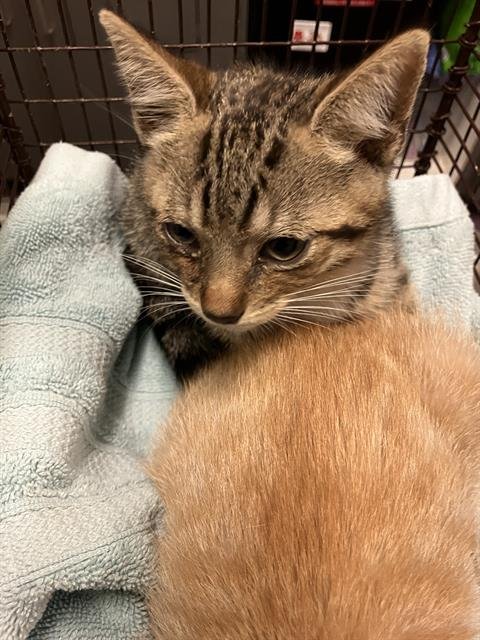 *LENNY - Domestic Short Hair available for adoption