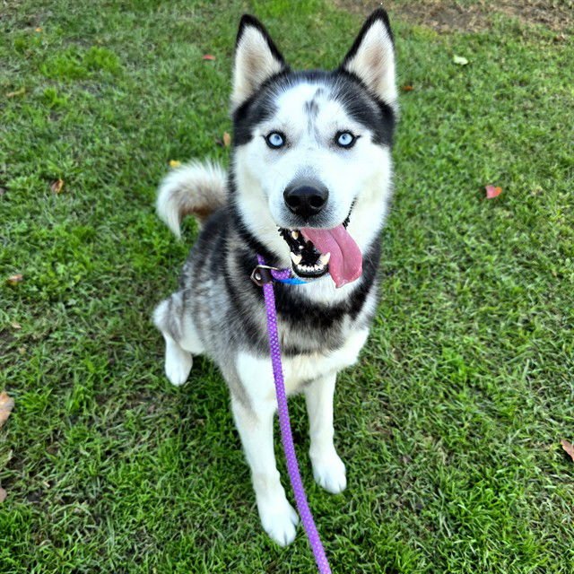 *EVEREST - Siberian Husky available for adoption