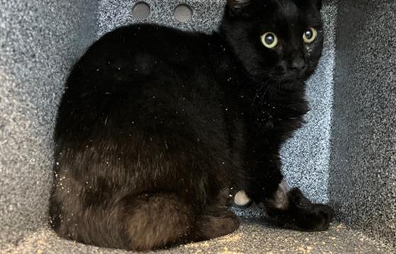 *TOMBO - Domestic Short Hair available for adoption