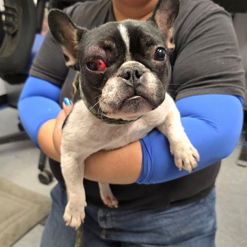 *BUONASERA - French Bulldog available for adoption
