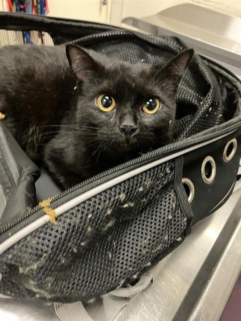 *SCRUNCHY - Domestic Short Hair available for adoption