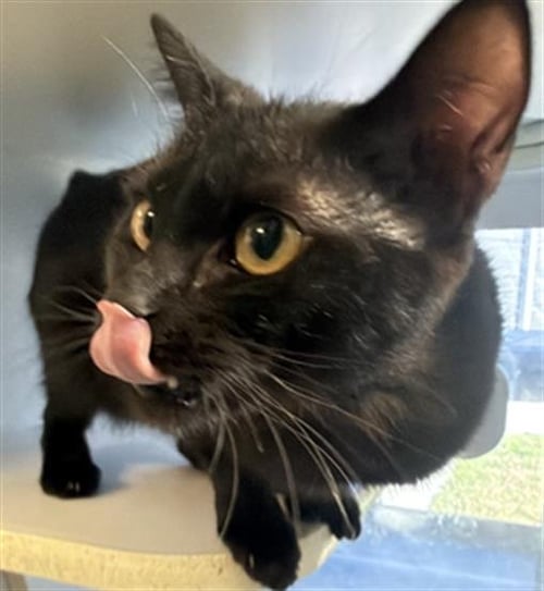 *SCRUNCHY - Domestic Short Hair available for adoption