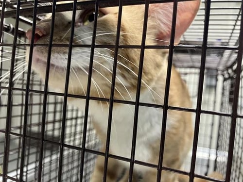*BRIGGS - Domestic Short Hair available for adoption