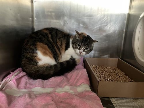 STARLIGHT - Domestic Short Hair available for adoption