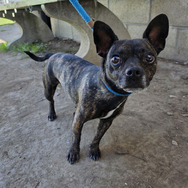 *NENA - Chihuahua available for adoption