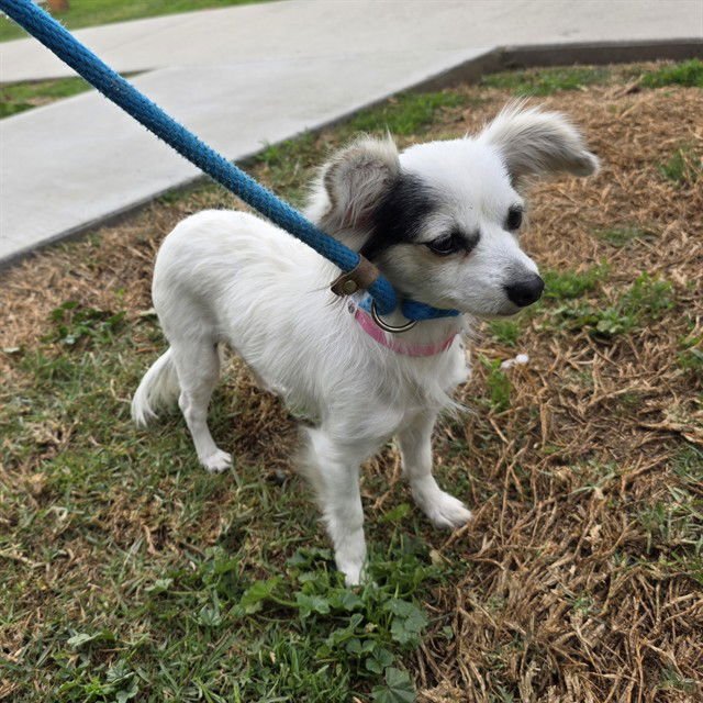 *KIMCHI - Papillon available for adoption