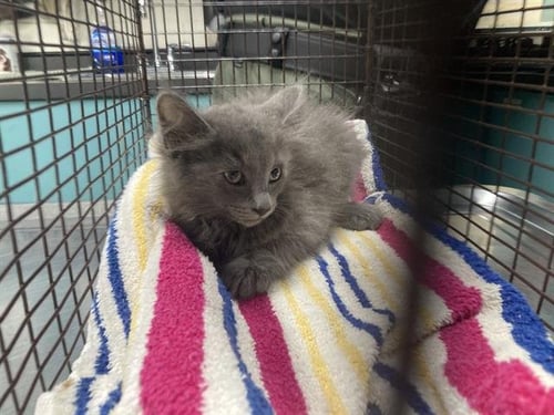*TILAPIA - Domestic Medium Hair available for adoption