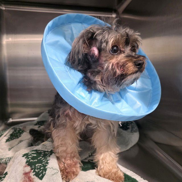 *BERNICE - Terrier available for adoption