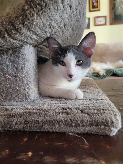 *GORDO GATO - Domestic Short Hair available for adoption