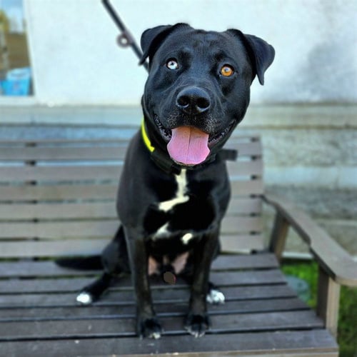*BRUNSON - Pit Bull Terrier / Labrador Retriever available for adoption