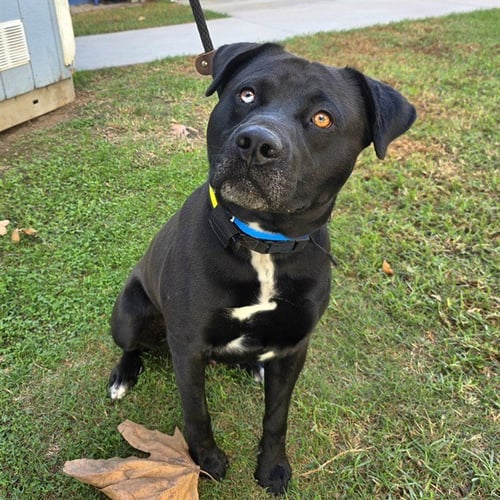 *BRUNSON - Pit Bull Terrier / Labrador Retriever available for adoption