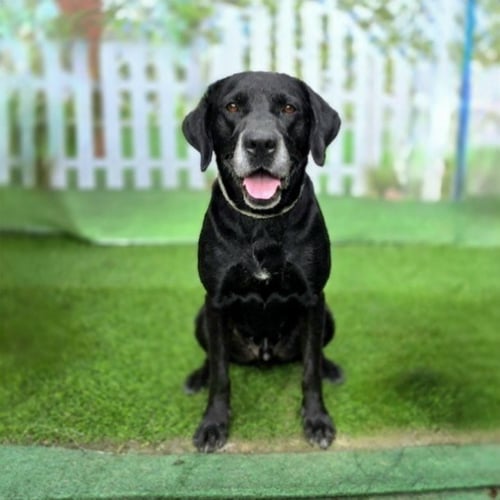 BOBBI - Labrador Retriever available for adoption