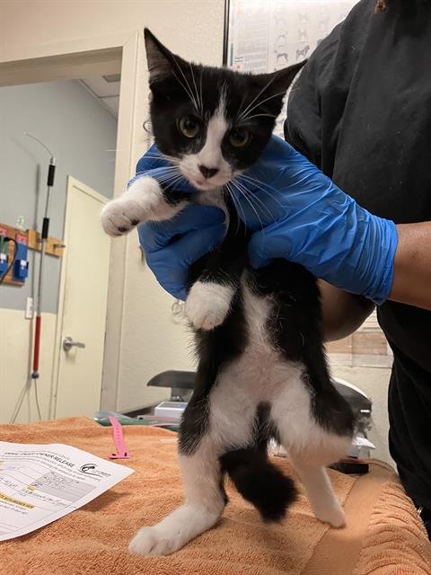 *JOLLY - Domestic Short Hair available for adoption