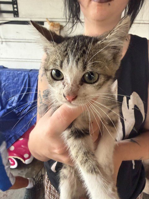 KITTEN 4