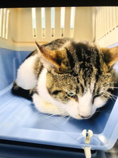 EDWARD - Domestic Short Hair available for adoption