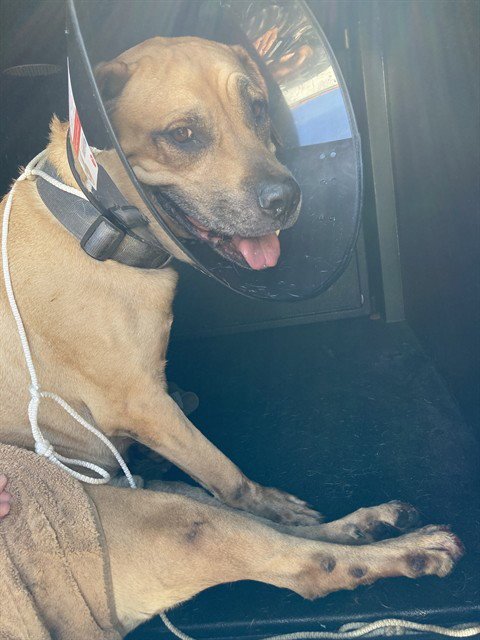 CHASE - Labrador Retriever available for adoption