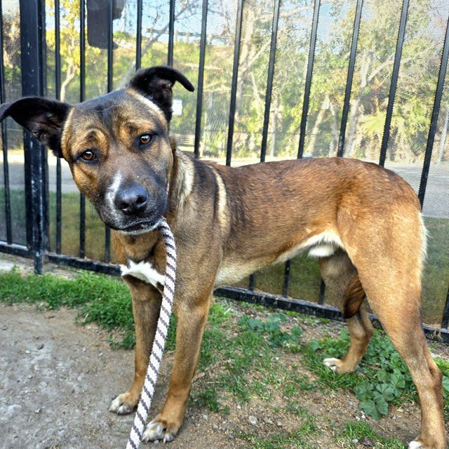 *GIBSON - German Shepherd Dog / Akita available for adoption