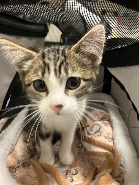 *STRAWBERRY JAM - Domestic Short Hair available for adoption