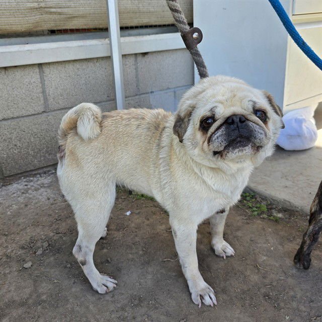 *KENZIE - Pug available for adoption