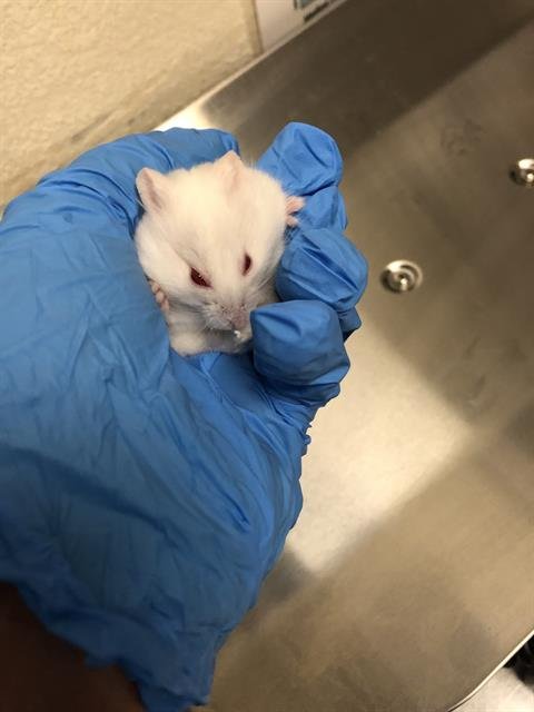 *COOL WHIP - Hamster available for adoption