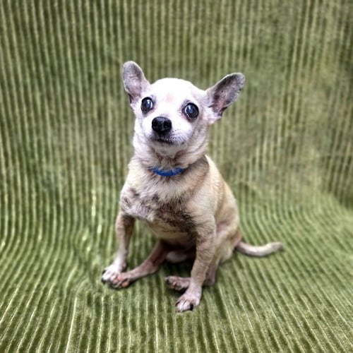 PAPA TAILS - Chihuahua available for adoption