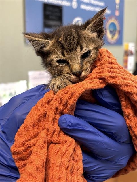 *WIMPLETON - Domestic Short Hair available for adoption