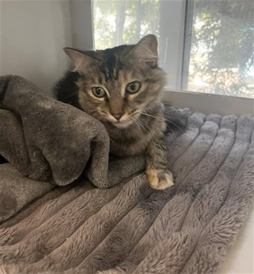 *M ROSE - Domestic Short Hair available for adoption