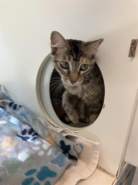 *M ROSE - Domestic Short Hair available for adoption